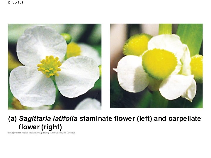 Fig. 38 -13 a (a) Sagittaria latifolia staminate flower (left) and carpellate flower (right)