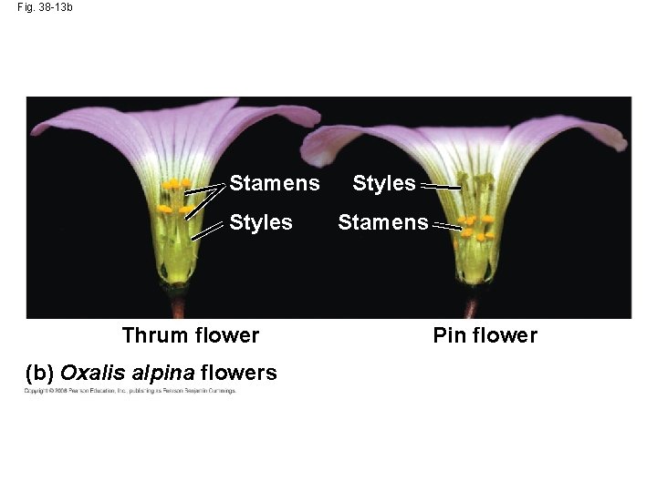 Fig. 38 -13 b Stamens Styles Thrum flower (b) Oxalis alpina flowers Styles Stamens