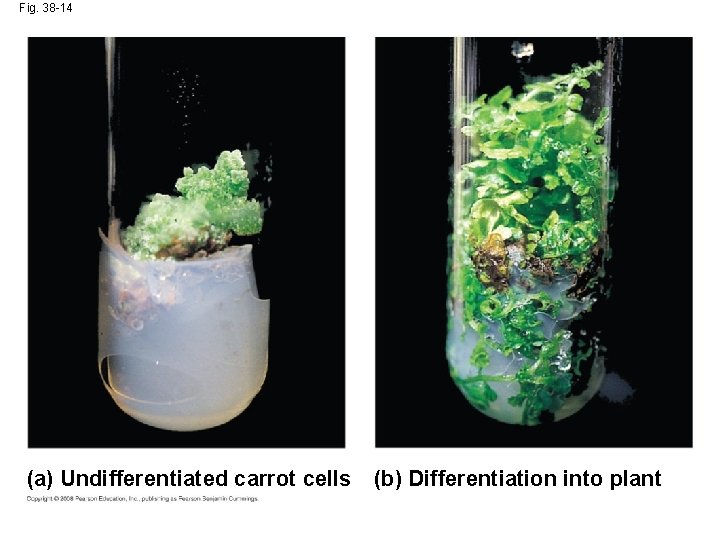 Fig. 38 -14 (a) Undifferentiated carrot cells (b) Differentiation into plant 