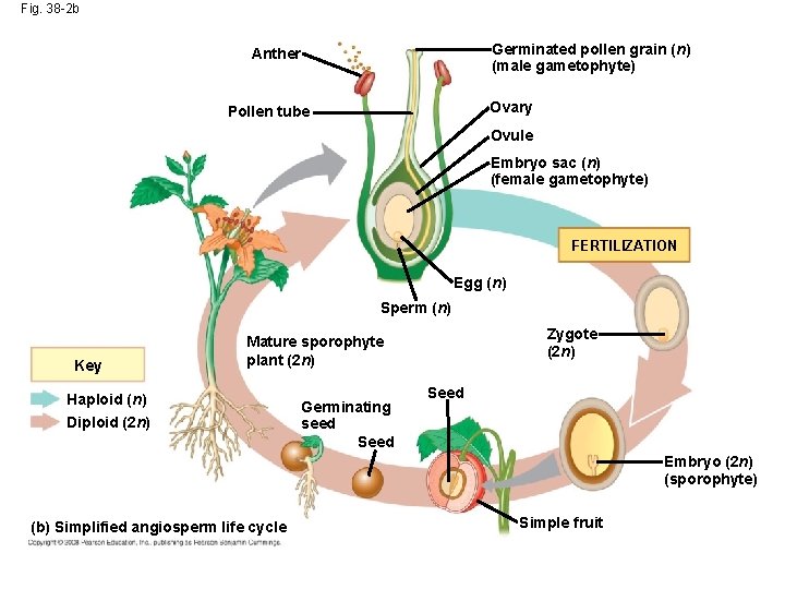 Fig. 38 -2 b Germinated pollen grain (n) (male gametophyte) Anther Ovary Pollen tube