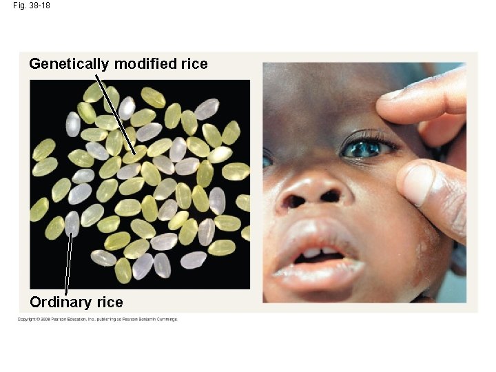 Fig. 38 -18 Genetically modified rice Ordinary rice 