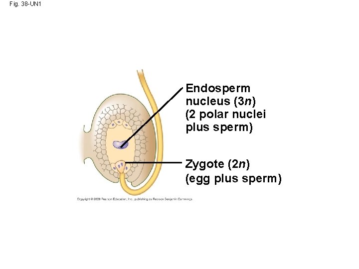 Fig. 38 -UN 1 Endosperm nucleus (3 n) (2 polar nuclei plus sperm) Zygote