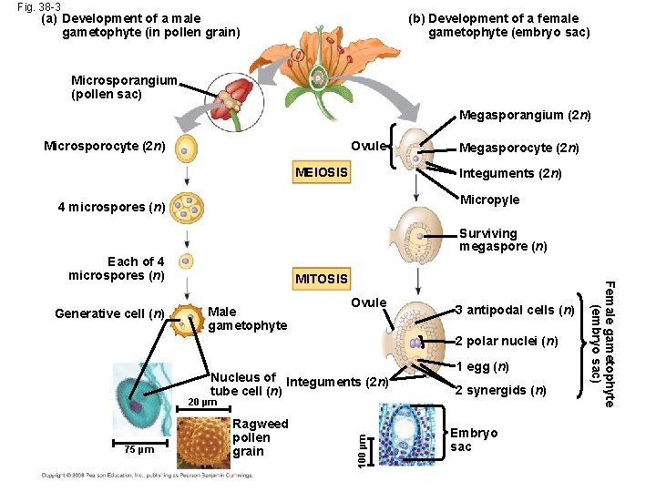Fig. 38 -3 (b) Development of a female gametophyte (embryo sac) (a) Development of