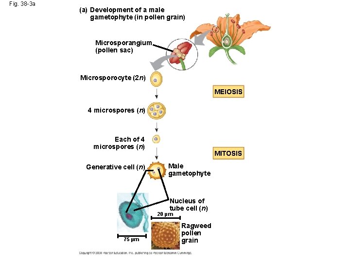 Fig. 38 -3 a (a) Development of a male gametophyte (in pollen grain) Microsporangium