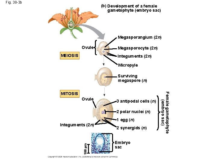 Fig. 38 -3 b (b) Development of a female gametophyte (embryo sac) Megasporangium (2