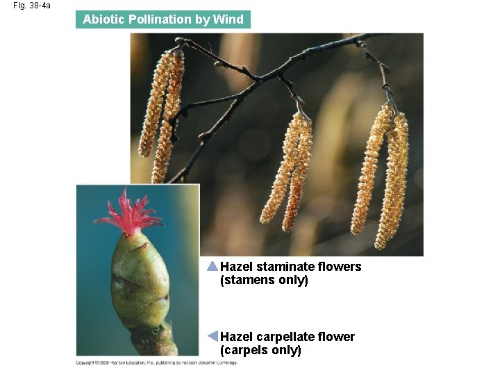 Fig. 38 -4 a Abiotic Pollination by Wind Hazel staminate flowers (stamens only) Hazel