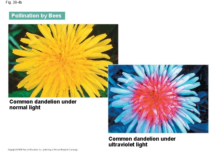 Fig. 38 -4 b Pollination by Bees Common dandelion under normal light Common dandelion