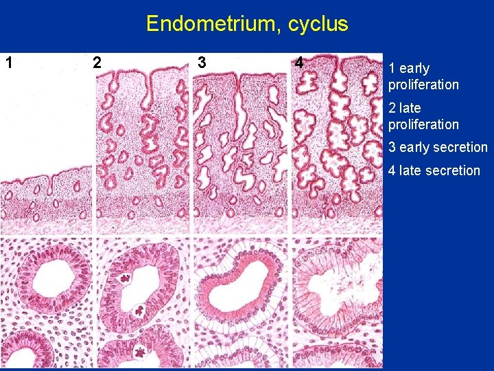 Endometrium, cyclus 1 2 3 4 1 early proliferation 2 late proliferation 3 early