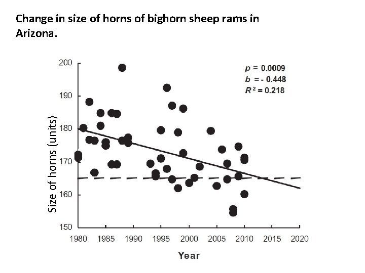 Size of horns (units) Change in size of horns of bighorn sheep rams in