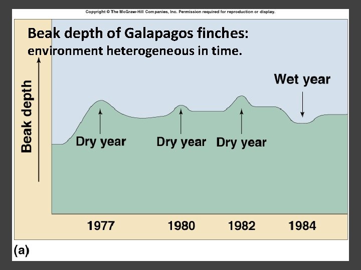 Beak depth of Galapagos finches: environment heterogeneous in time. 