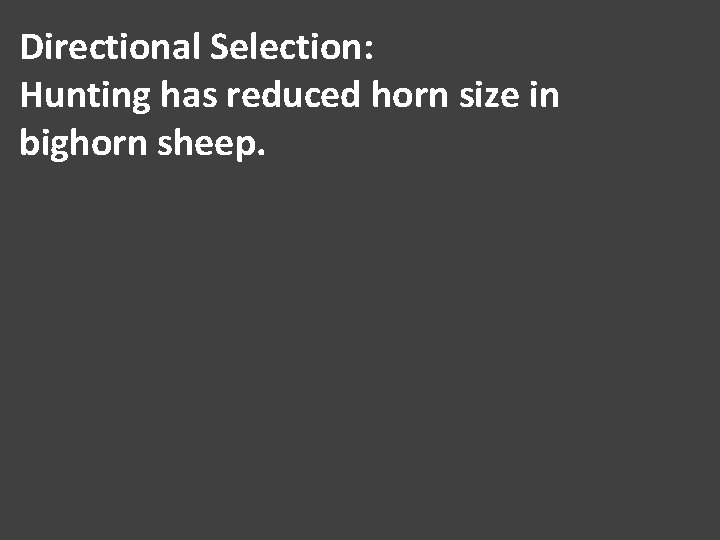 Directional Selection: Hunting has reduced horn size in bighorn sheep. 