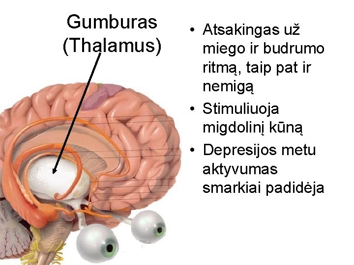 Gumburas (Thalamus) • Atsakingas už miego ir budrumo ritmą, taip pat ir nemigą •