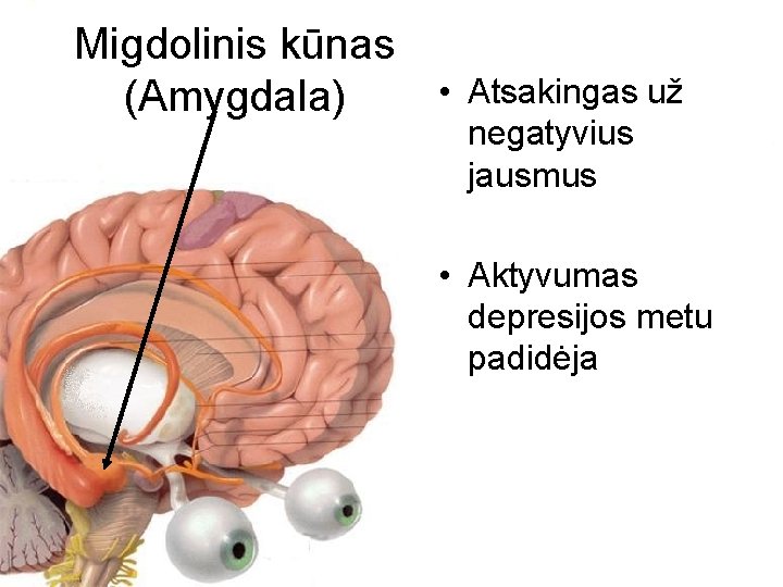 Migdolinis kūnas • (Amygdala) Atsakingas už negatyvius jausmus • Aktyvumas depresijos metu padidėja 