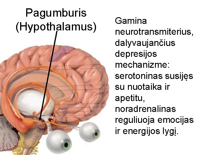 Pagumburis (Hypothalamus) Gamina neurotransmiterius, dalyvaujančius depresijos mechanizme: serotoninas susijęs su nuotaika ir apetitu, noradrenalinas