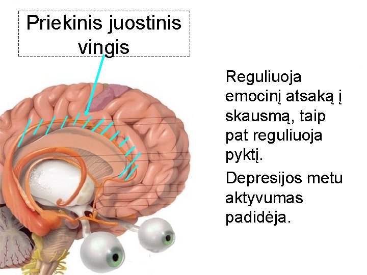 Priekinis juostinis vingis Reguliuoja emocinį atsaką į skausmą, taip pat reguliuoja pyktį. Depresijos metu