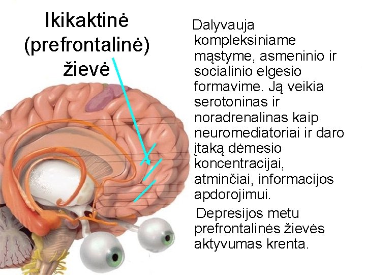 Ikikaktinė (prefrontalinė) žievė Dalyvauja kompleksiniame mąstyme, asmeninio ir socialinio elgesio formavime. Ją veikia serotoninas