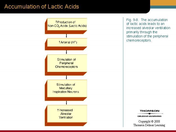 Accumulation of Lactic Acids Fig. 9 -8. The accumulation of lactic acids leads to