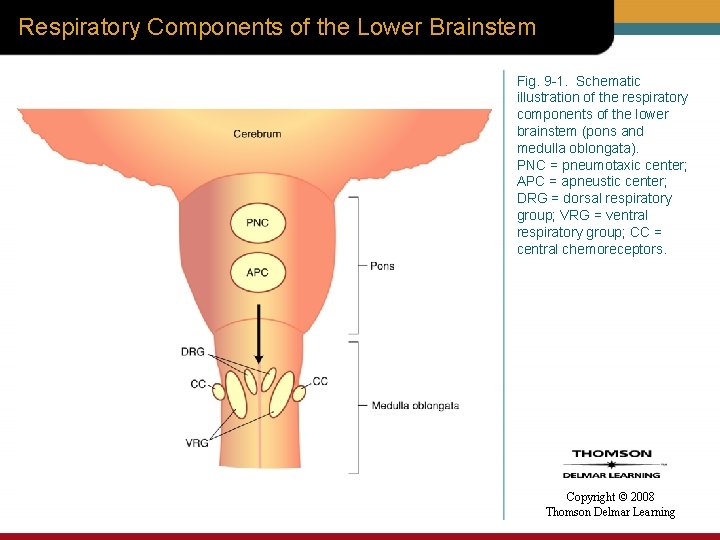 Respiratory Components of the Lower Brainstem Fig. 9 -1. Schematic illustration of the respiratory