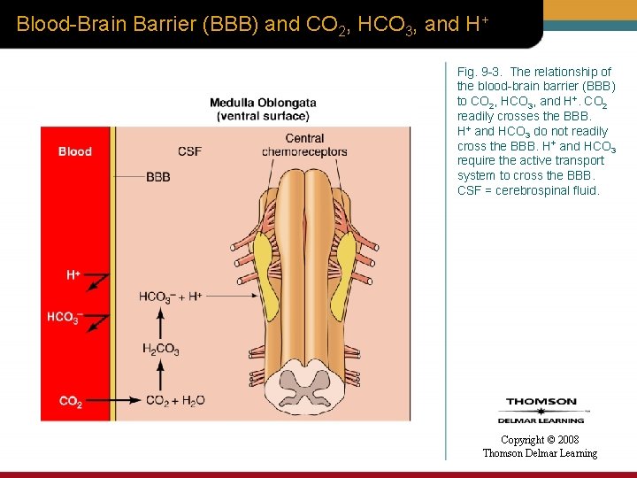 Blood-Brain Barrier (BBB) and CO 2, HCO 3, and H+ Fig. 9 -3. The