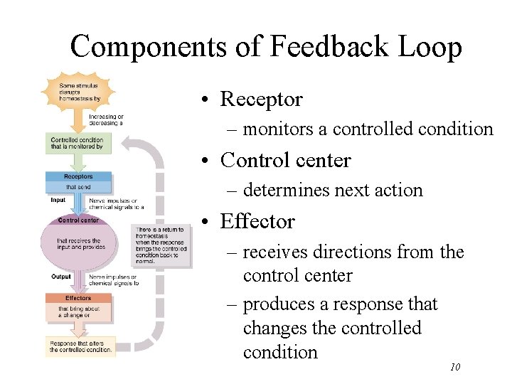 Components of Feedback Loop • Receptor – monitors a controlled condition • Control center