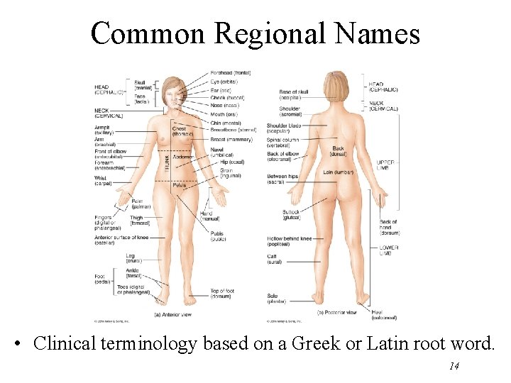 Common Regional Names • Clinical terminology based on a Greek or Latin root word.