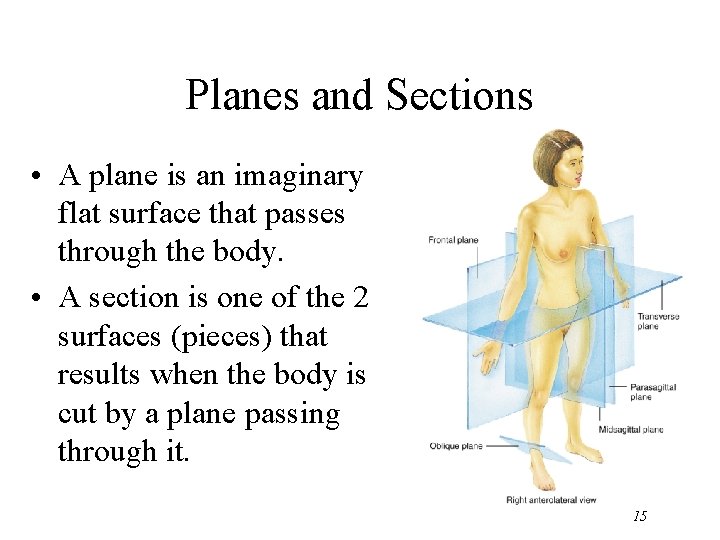 Planes and Sections • A plane is an imaginary flat surface that passes through