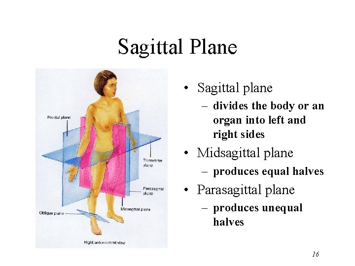 Sagittal Plane • Sagittal plane – divides the body or an organ into left