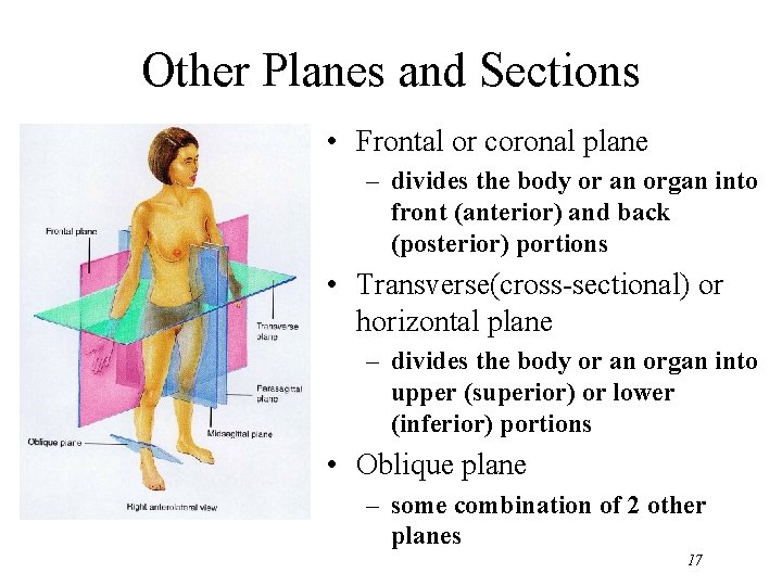 Other Planes and Sections • Frontal or coronal plane – divides the body or