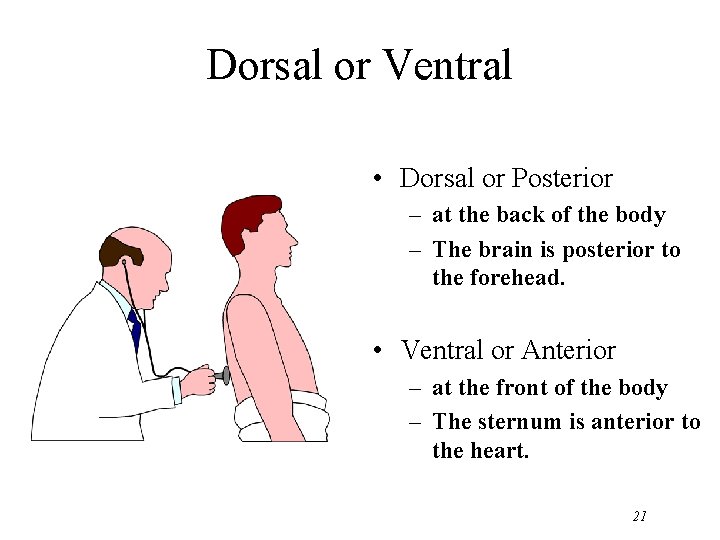 Dorsal or Ventral • Dorsal or Posterior – at the back of the body