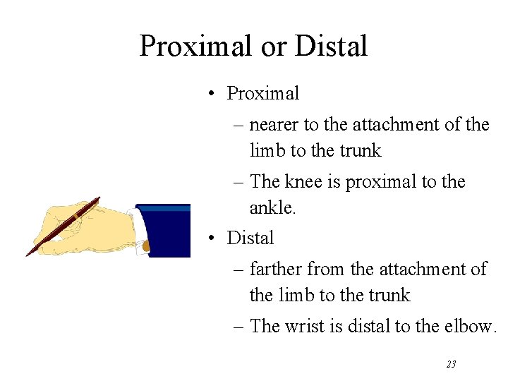 Proximal or Distal • Proximal – nearer to the attachment of the limb to