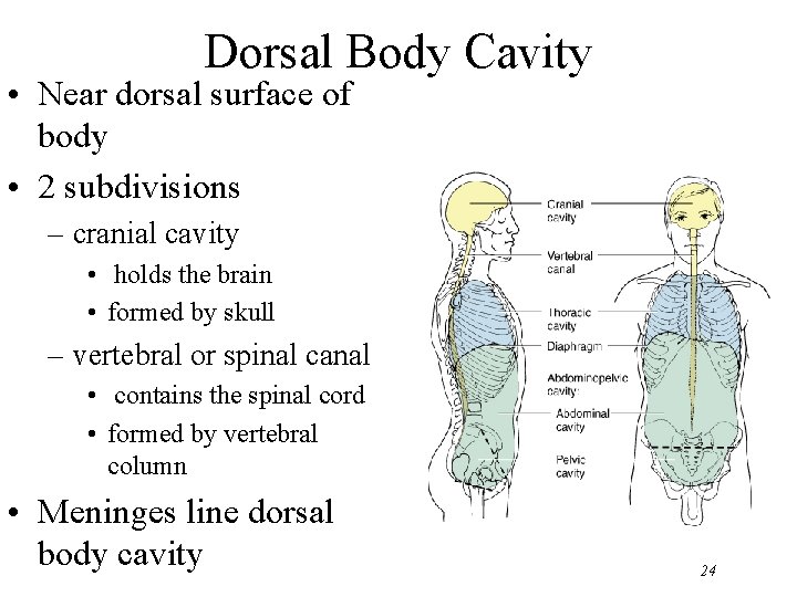 Dorsal Body Cavity • Near dorsal surface of body • 2 subdivisions – cranial