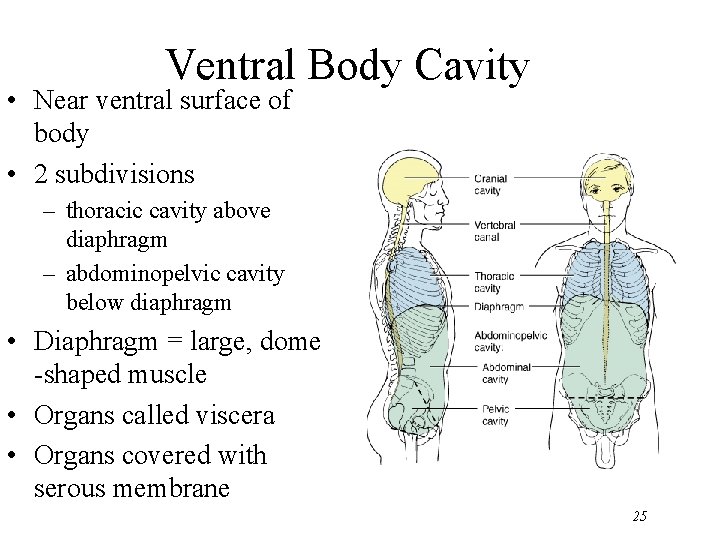 Ventral Body Cavity • Near ventral surface of body • 2 subdivisions – thoracic