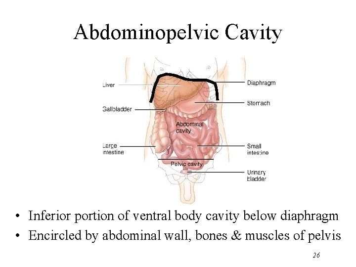 Abdominopelvic Cavity • Inferior portion of ventral body cavity below diaphragm • Encircled by