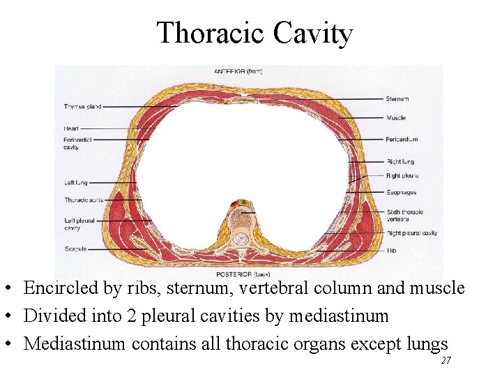 Thoracic Cavity • Encircled by ribs, sternum, vertebral column and muscle • Divided into