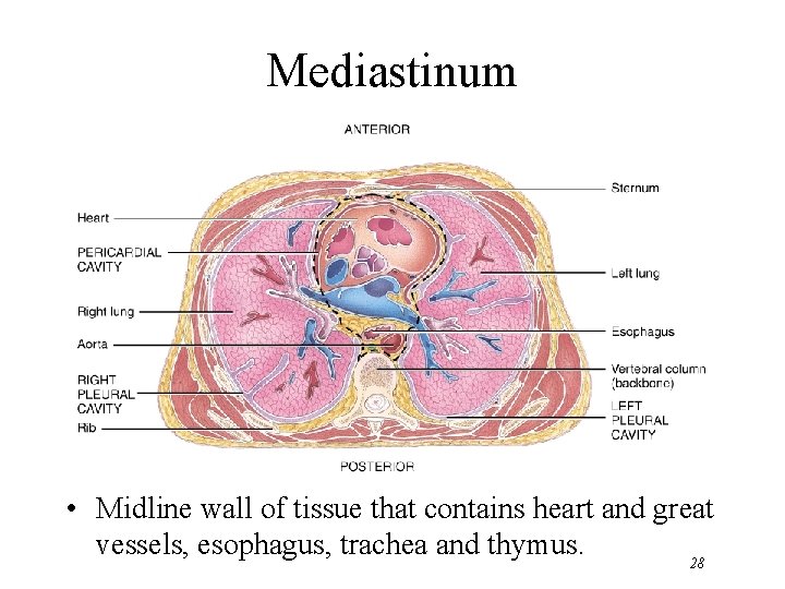 Mediastinum • Midline wall of tissue that contains heart and great vessels, esophagus, trachea