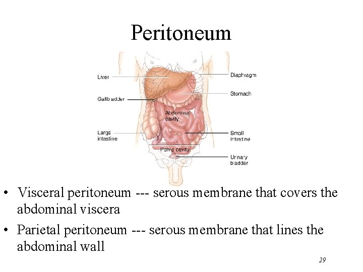 Peritoneum • Visceral peritoneum --- serous membrane that covers the abdominal viscera • Parietal