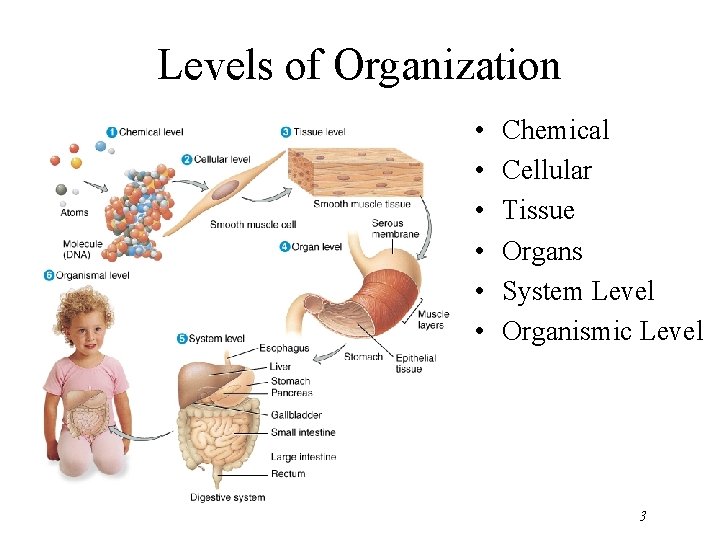 Levels of Organization • • • Chemical Cellular Tissue Organs System Level Organismic Level