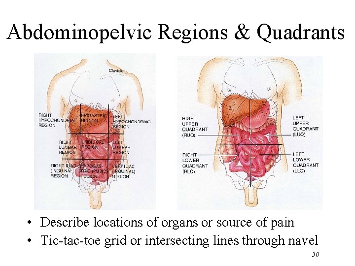 Abdominopelvic Regions & Quadrants • Describe locations of organs or source of pain •