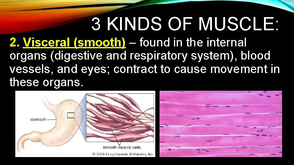 3 KINDS OF MUSCLE: 2. Visceral (smooth) – found in the internal organs (digestive 3 KINDS OF MUSCLE: 2. Visceral (smooth) – found in the internal organs (digestive