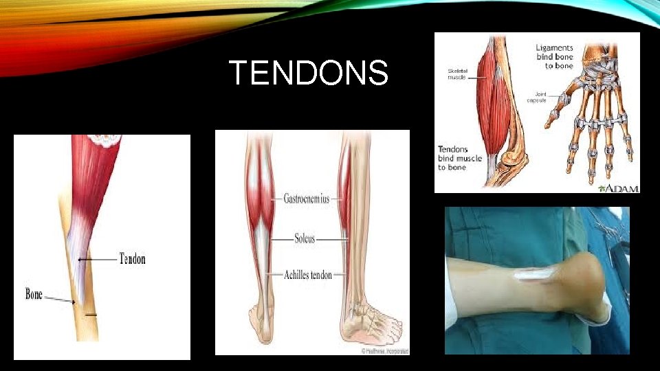 TENDONS TENDONS