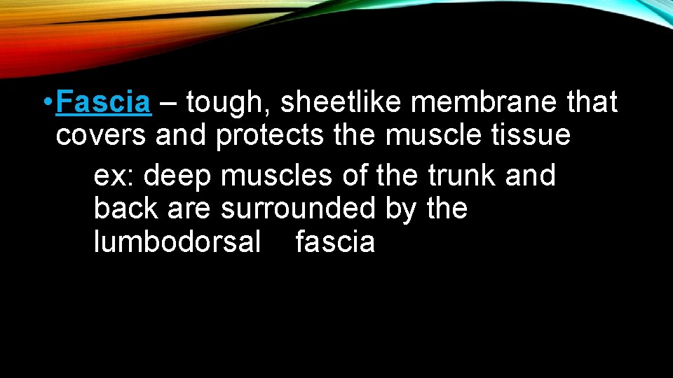• Fascia – tough, sheetlike membrane that covers and protects the muscle tissue • Fascia – tough, sheetlike membrane that covers and protects the muscle tissue