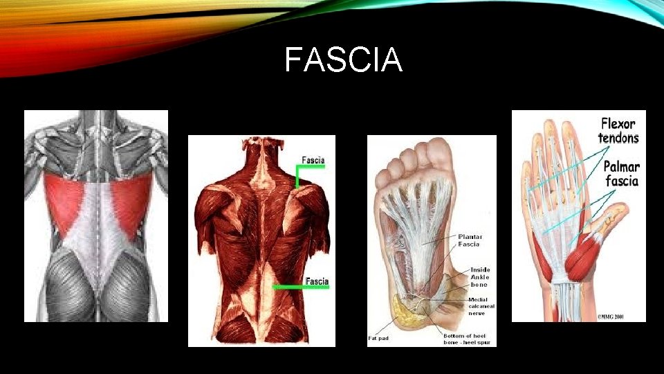 FASCIA FASCIA