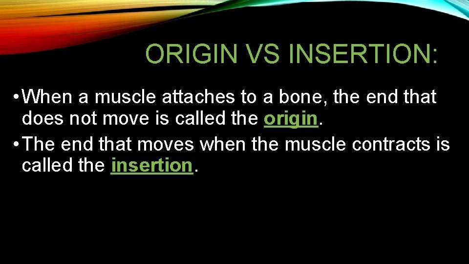 ORIGIN VS INSERTION: • When a muscle attaches to a bone, the end that ORIGIN VS INSERTION: • When a muscle attaches to a bone, the end that