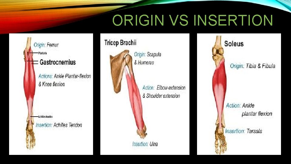 ORIGIN VS INSERTION ORIGIN VS INSERTION