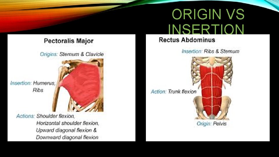ORIGIN VS INSERTION ORIGIN VS INSERTION