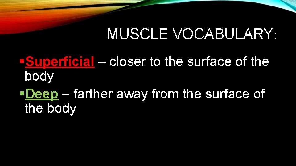 MUSCLE VOCABULARY: §Superficial – closer to the surface of the body §Deep – farther MUSCLE VOCABULARY: §Superficial – closer to the surface of the body §Deep – farther