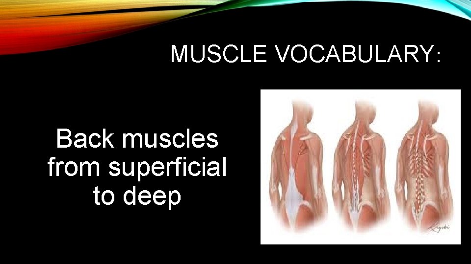 MUSCLE VOCABULARY: Back muscles from superficial to deep MUSCLE VOCABULARY: Back muscles from superficial to deep