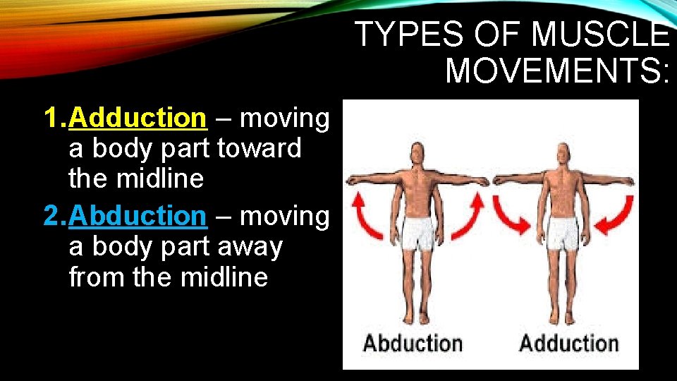 TYPES OF MUSCLE MOVEMENTS: 1. Adduction – moving a body part toward the midline TYPES OF MUSCLE MOVEMENTS: 1. Adduction – moving a body part toward the midline