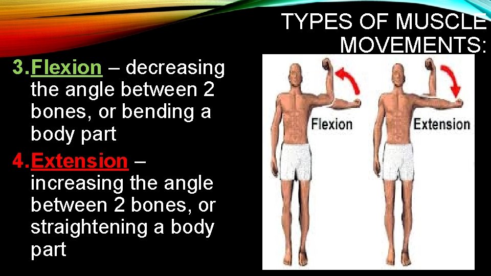 3. Flexion – decreasing the angle between 2 bones, or bending a body part 3. Flexion – decreasing the angle between 2 bones, or bending a body part