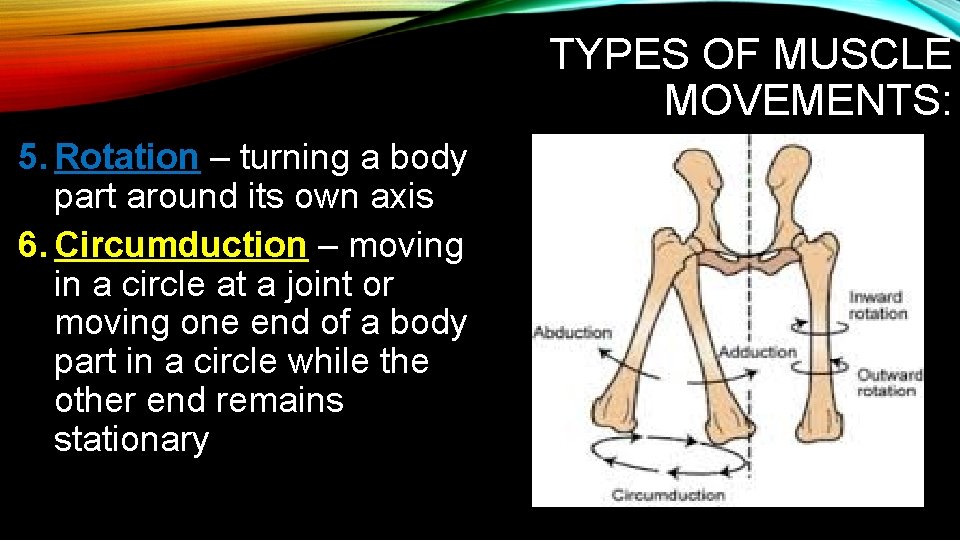 TYPES OF MUSCLE MOVEMENTS: 5. Rotation – turning a body part around its own TYPES OF MUSCLE MOVEMENTS: 5. Rotation – turning a body part around its own